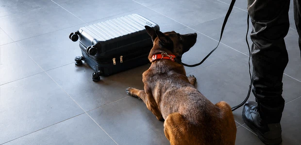 Chien de détection inspectant une valise